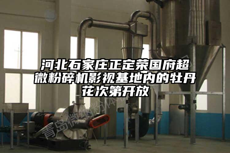 河北石家莊正定榮國府超微黄瓜视频黄色免费下载影視基地內的牡丹花次第開放